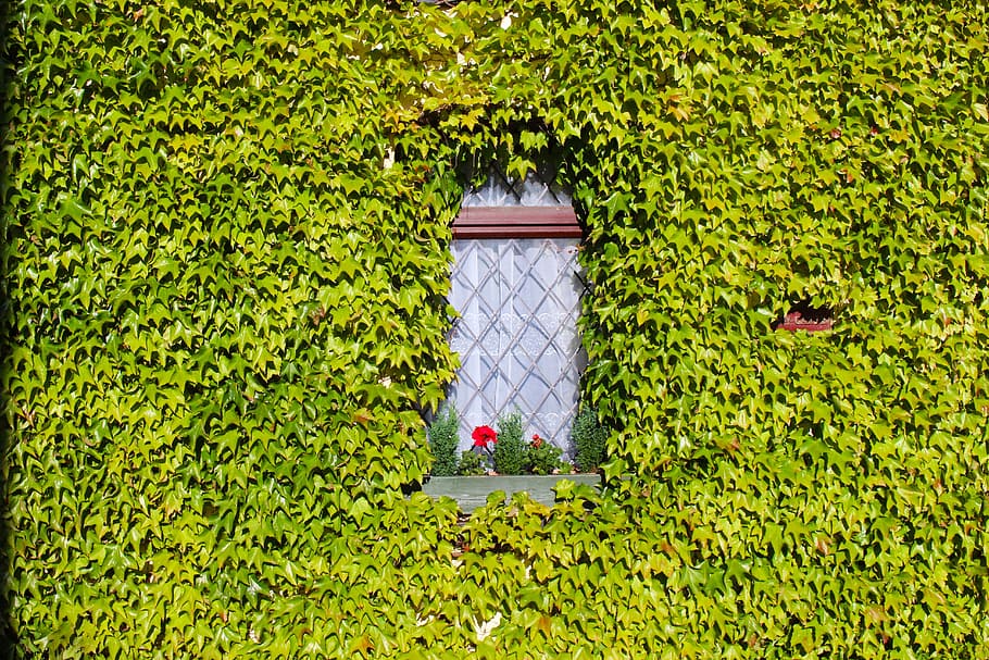 Ivy, Overgrown, House, Green, Plant, green, plant, nature, leaf, wall, building