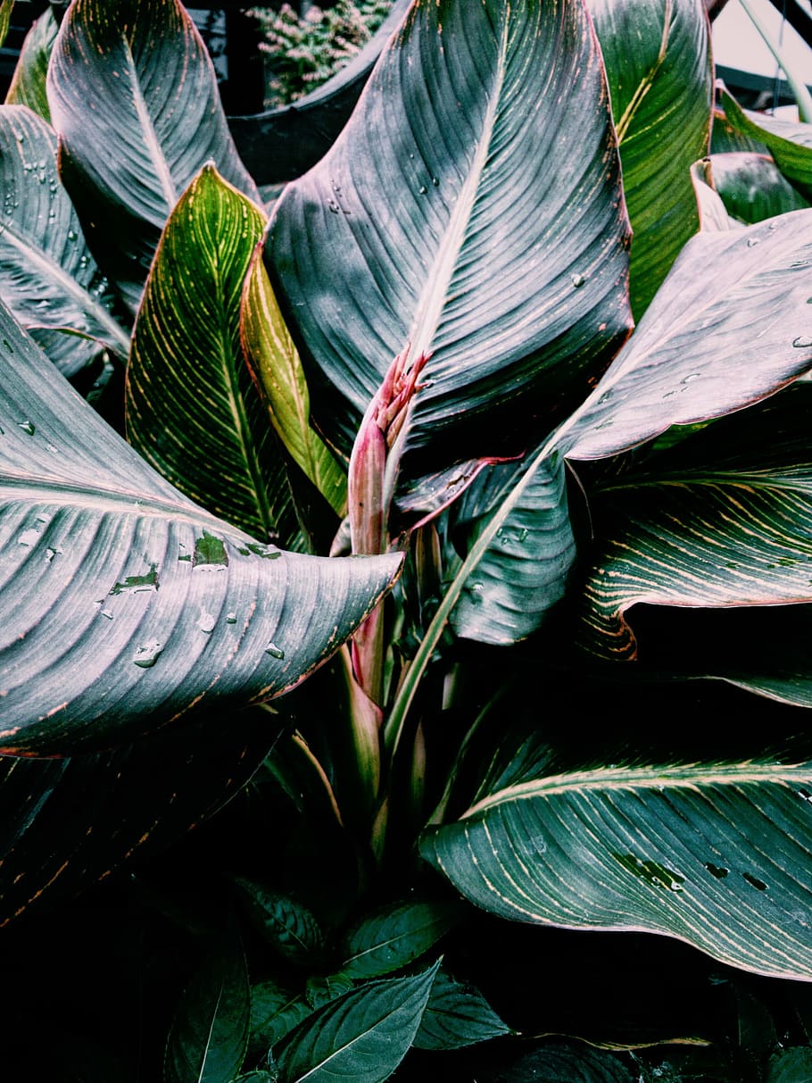 close-up, leafed, plant, nature, plants, leaves, green, water, leaf, plant part