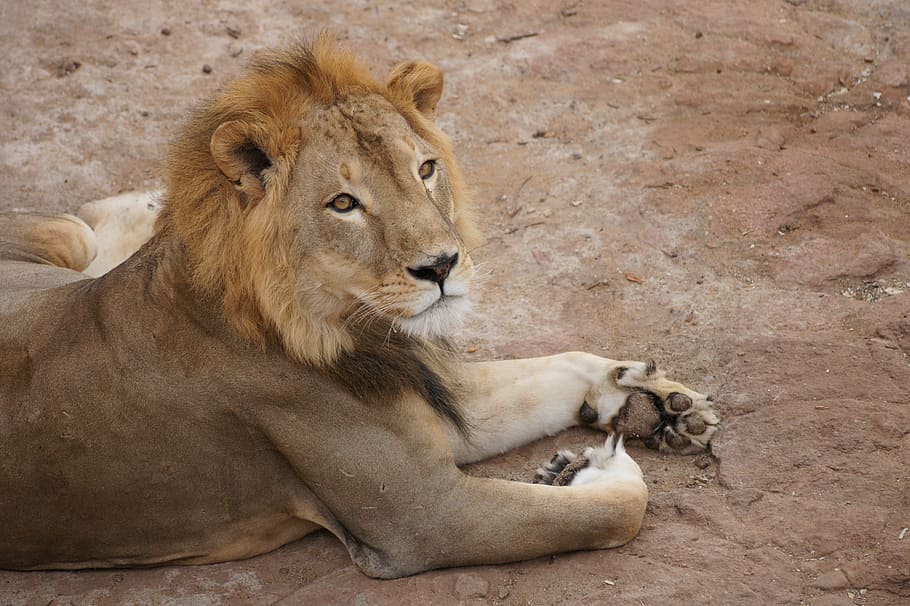 lion, king, legs, look, lying, feline, wild, rest, animal, lion - feline