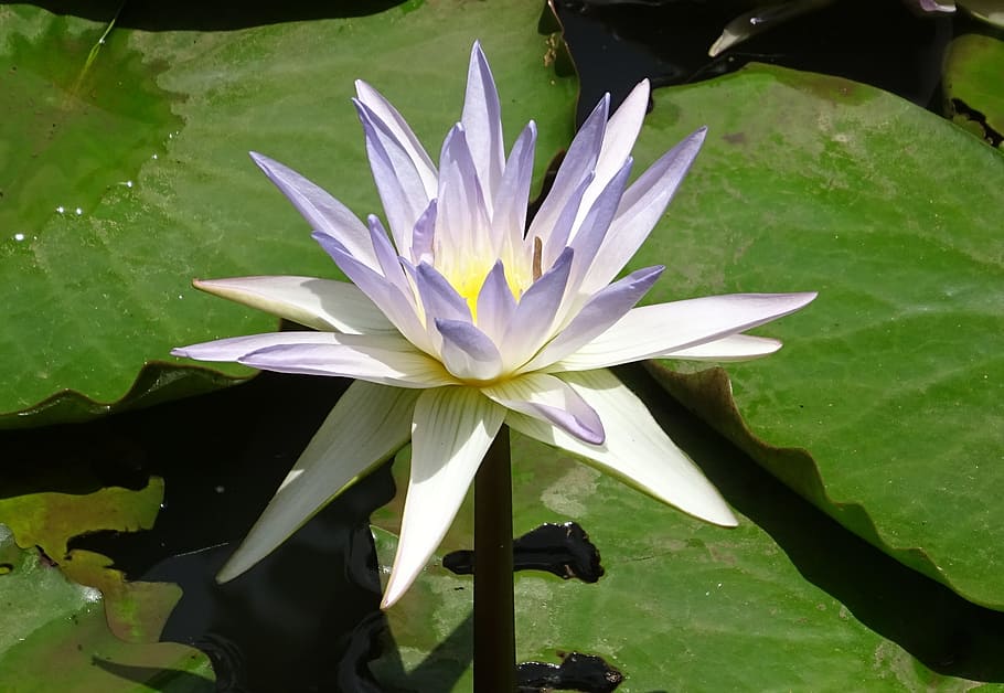 lily, water lily, nymphaea caerulea, blue water lily, sacred blue lily, nymphaeaceae, flower, pond, water, aquatic