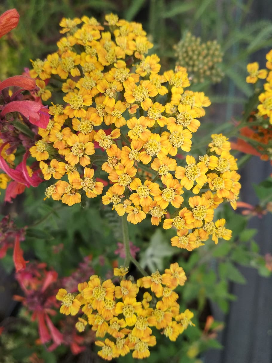 yarrow, flowers, yellow, bloom, plant, composition, garden, beauty, flora, flowering plant