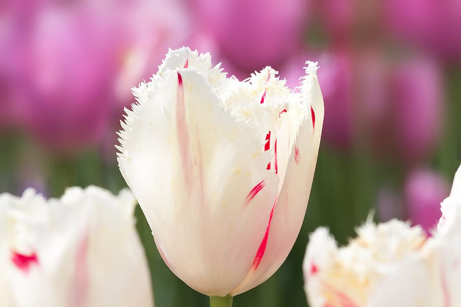 closeup, pink, tulips, bloom, lily, nature, flowers, schnittblume, blossom, plant