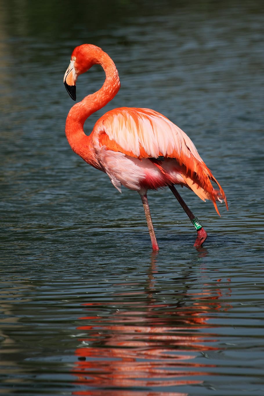 fotografia da vida selvagem, flamingo, agua, áfrica, animal, bico, bonita, pássaro, cor, colorido