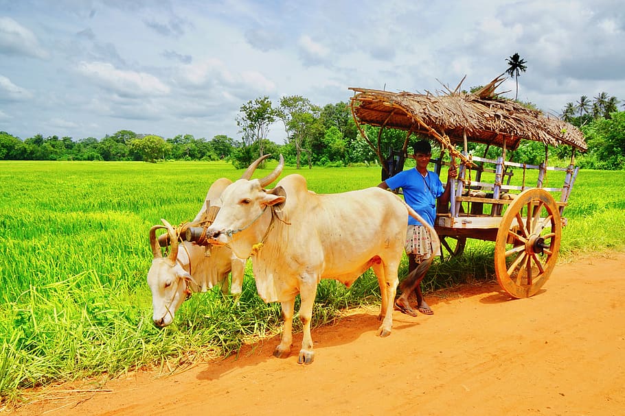 bullock cart, cart, transport, sri lanka, traditional, village, animal, mammal, livestock, domestic