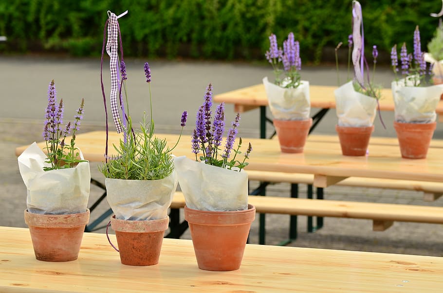 several, purple, plants, wooden, tables, lavender, flower pots, beer tent set, decoration, garden