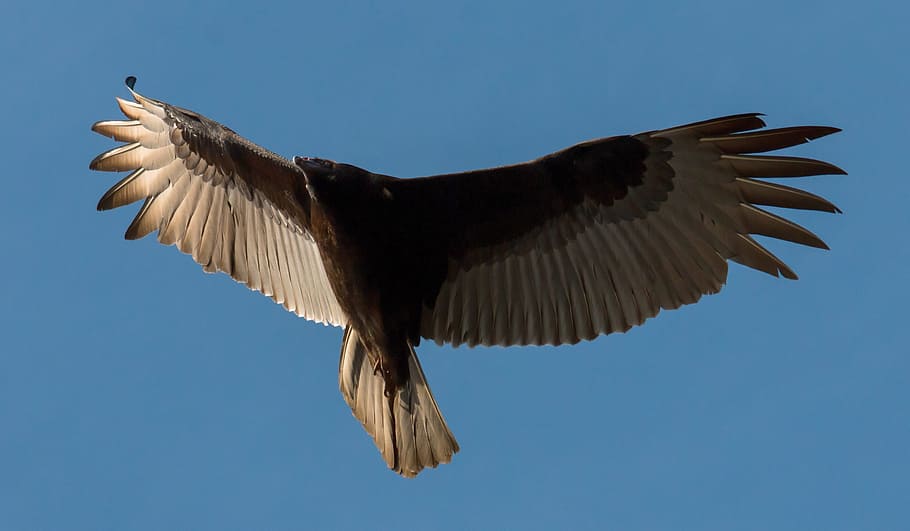 Turkey Buzzard, Bird, Scavenger, buzzard, vulture, beak, black, carrion, outdoors, flight