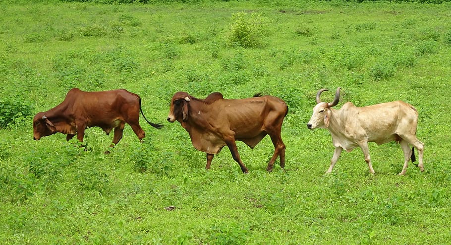 cattle, gir, breed, bull, cow, brahman, zebu, bos, domestic, bovine