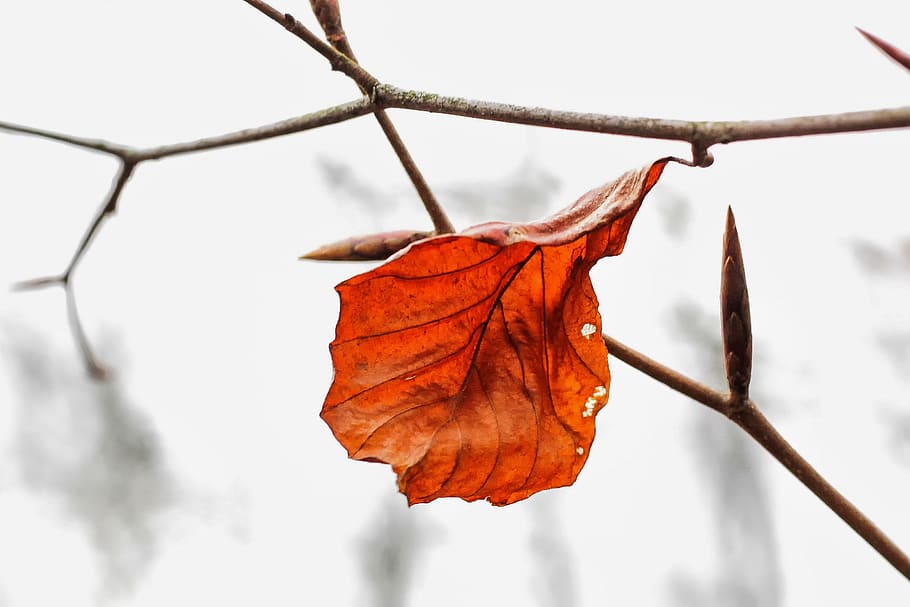 nature, leaf, brown, dry, fall foliage, transience, branch, fall color, die off, plant part