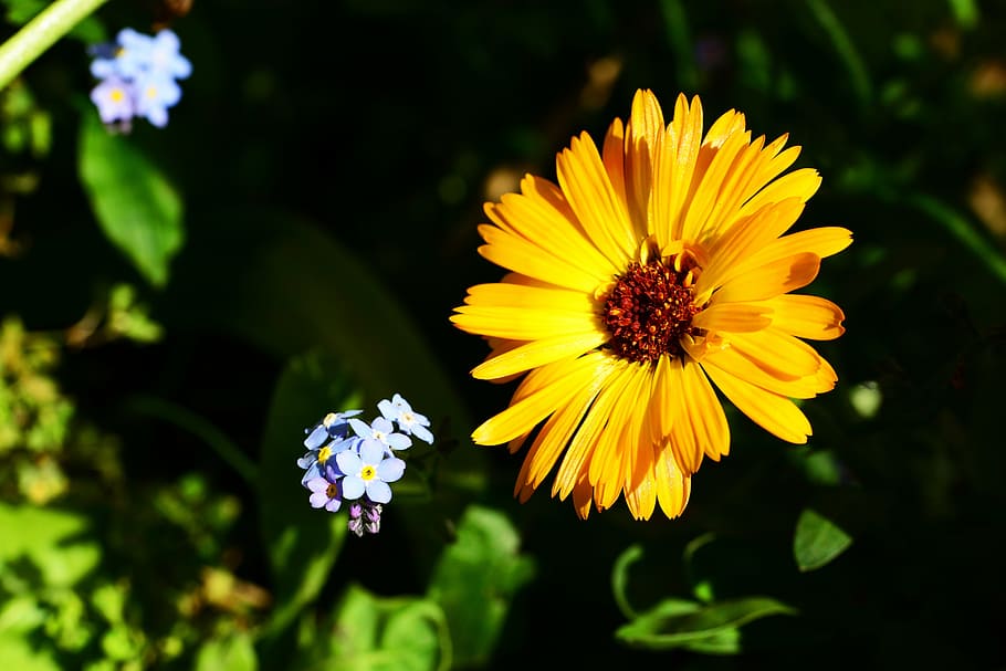 marigold, calendula, pot marigold, annual, border plant, flower, orange, forget-me-not, myosotis, cottage garden