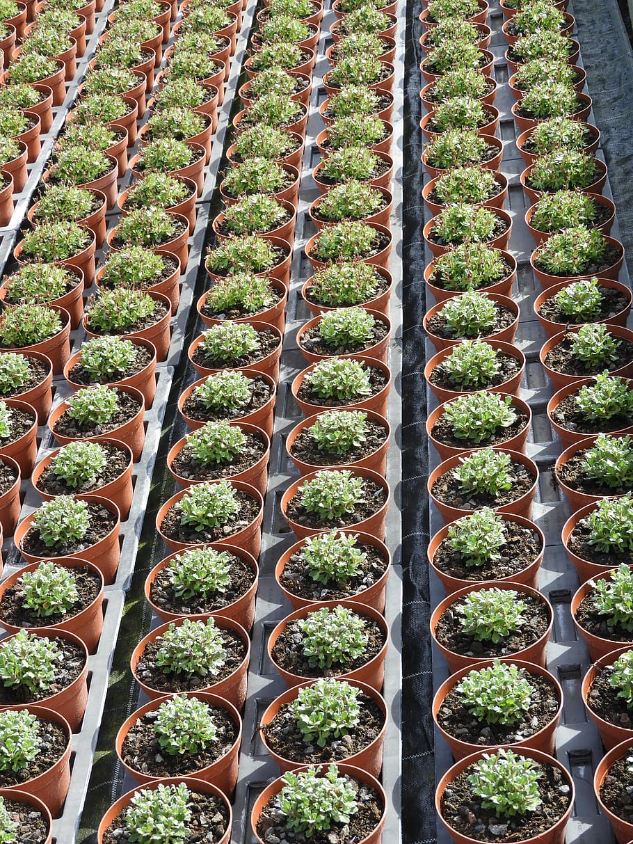 gardener, nursery, plant, seed, flowerpot, sowing, in a row, order, growth, high angle view
