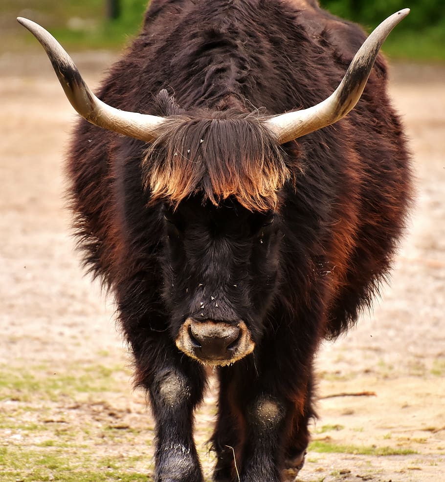 selective, focus photograph, ox, aurochs, beef, cattle, horns, wildlife photography, animal portrait, animal