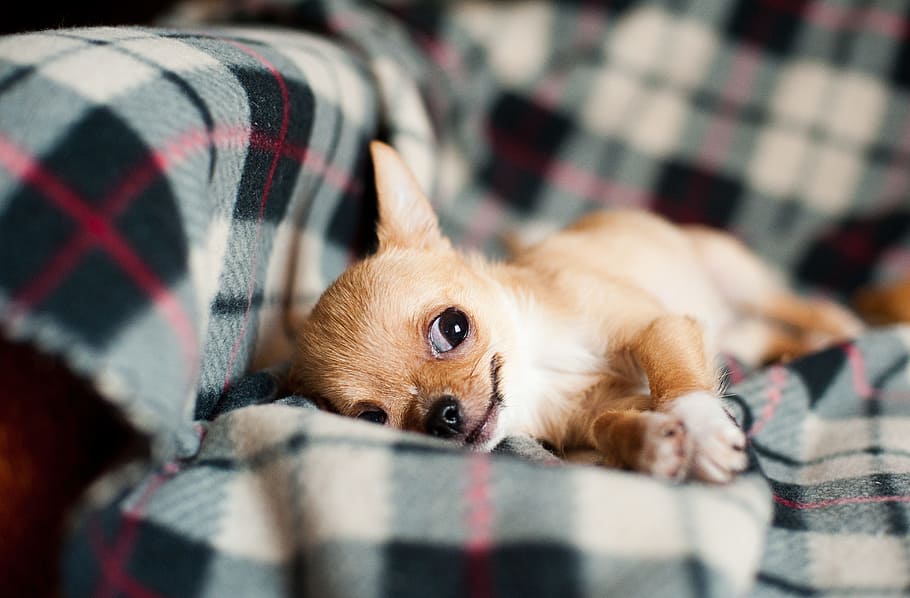 brown, chihuahua, sofa, puppy, pet, dog, animal, small, funny, canine
