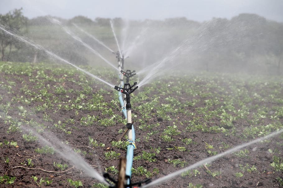 water sprinkler, watering, plants, daytime, irrigation, agriculture, sprinkling, peanut, water, itabaiana