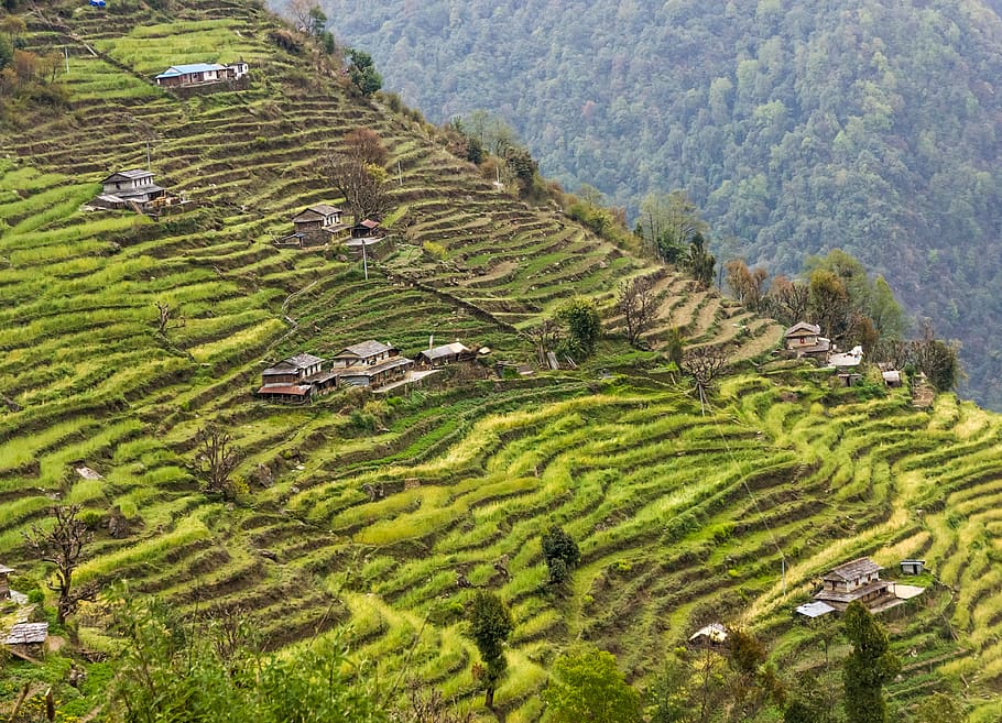 landscape, rural, fields, rice terraces, terraces, agriculture, nepal, village, layered, rural scene