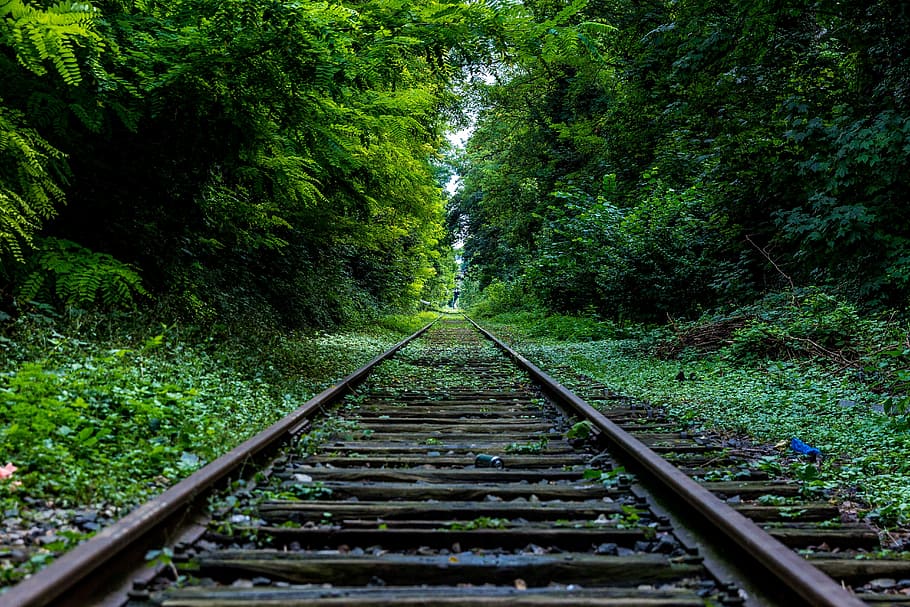 train rail, trees, railways, middle, daytime, green, grass, forest, woods, railroad