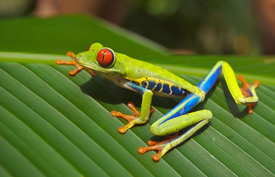 green, yellow, frog, leaf, tree frog, red eyed, amphibian, nature, colorful, freaky