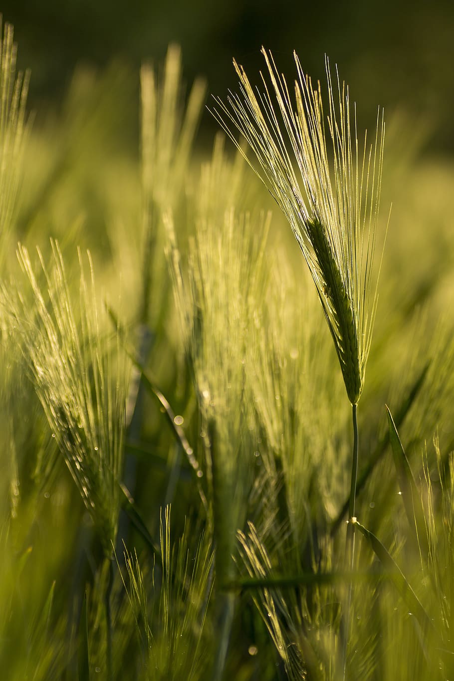 wheat, cereals, green, ecologically, wheat field, grain, field, cornfield, spike, arable