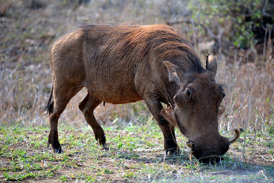 warthog, kruger park, south africa, wildlife, animal, nature, animals In The Wild, mammal, africa, safari Animals