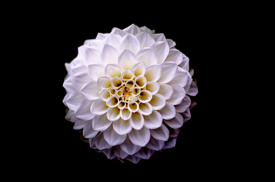 top-view, cluster petaled, white, flower, dahlia, floral, background, plant, pink, isolated