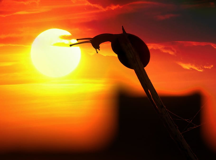 snail perching, branch, snail, sunset, horns, red, in the evening, silhouette, sun, sky