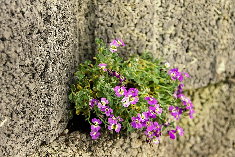 紫の花びらの花, 青い枕, ピンク, 壁, 壁の花, 石の壁, 花, 石, 自然, 力