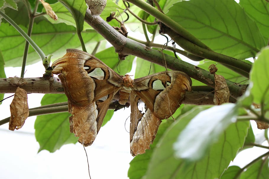 atlas silkworm, attacus atlas, butterfly, brown, atlas moth, largest butterfly, exotic, largest wing surface, moth, tropical