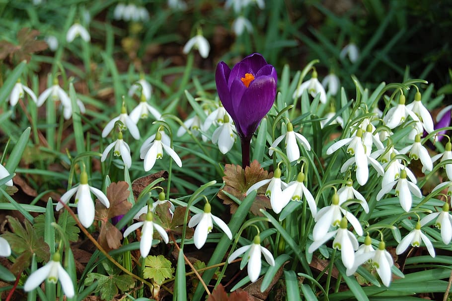 snowdrops, crocus, spring, plant, flower, flowering plant, growth, petal, freshness, beauty in nature