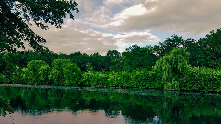 green, trees, body, water, near, white, clouds, grass, plants, nature