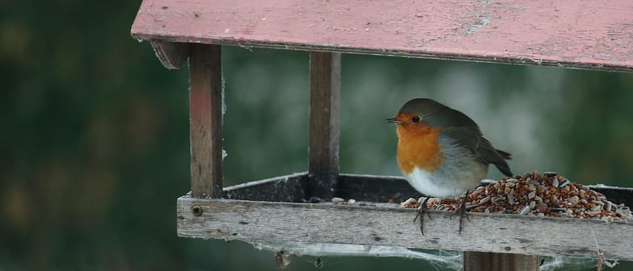 Bird, Feed, Compound, Board, Winter, bird, feed, compound board, expensive, natural, robins