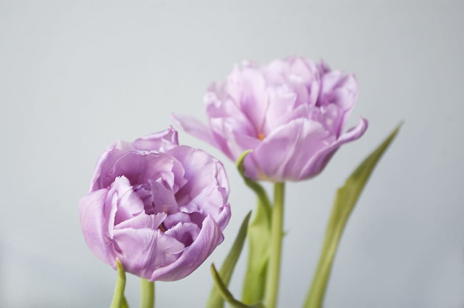 foto close-up, pink, bunga, close-up, foto, tulip, bunga musim semi, fotografi makro, mekar, tampan