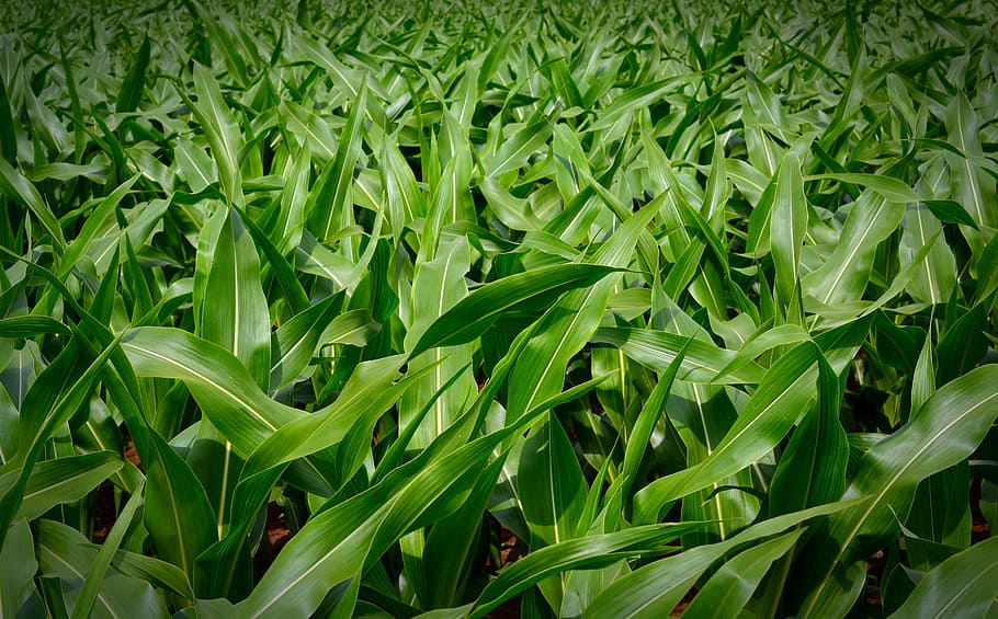 campo de milho verde, milho, planta, fundo, verde, natureza, campo, comida, cor verde, crescimento