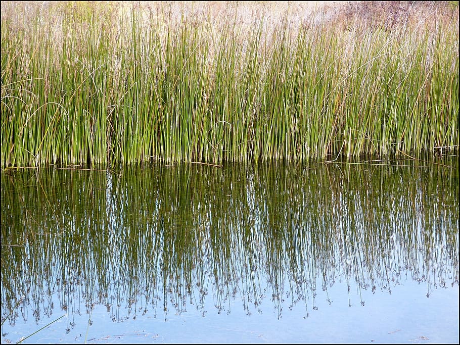 Reeds, Pond, Reflections, Reflective, surface, still, water, green, plants, tall