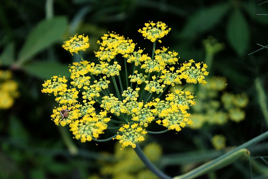 selective, focus photography, yellow, petaled flower, fennel, flower, herb, plant, nature, outdoors