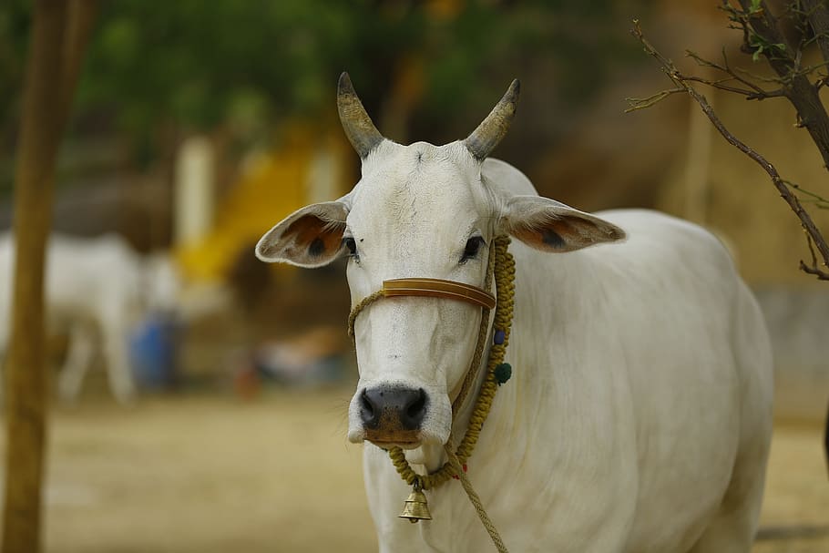 selective, focus photography, white, cattle, indian cow, cow india, indian, india, cow, asia