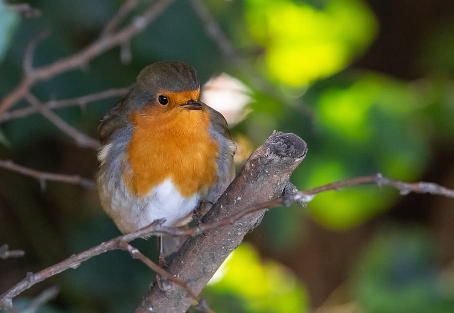 robin redbreast in tree, robin, robin redbreast, bertengger, burung penyanyi, burung, alam, sayap, margasatwa, penerbangan