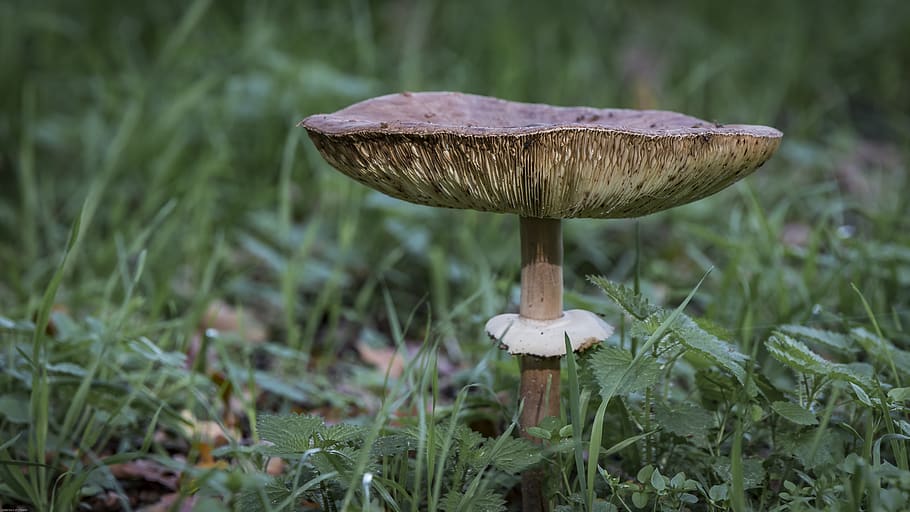 jamur, alam, hutan, musim gugur, merapatkan, lantai hutan, makro, menanam, jamur hutan, jamur mini