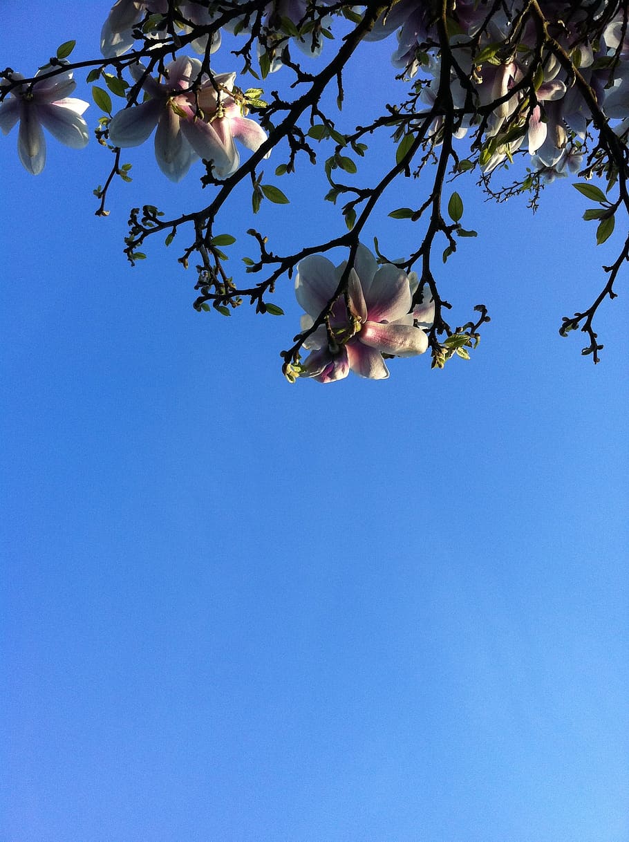 Magnolia, cielo azul, flor, flores, cielo, vista de ángulo bajo, árbol,  planta, azul, rama | Pxfuel