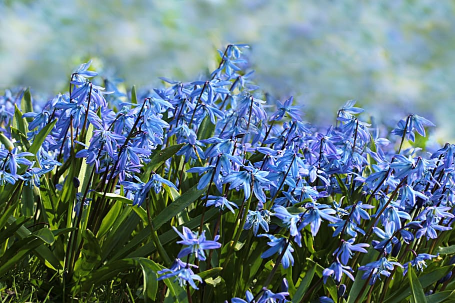 blue, petaled flowers, green, grass, bloom, flower, bluebell, hyacinthoides, spring, nature