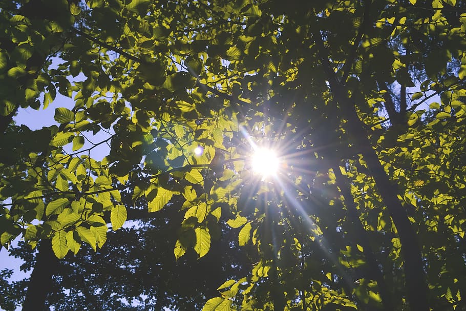 nature, forest, green, leaf, leaves, shine, shining, sky, sun, tree