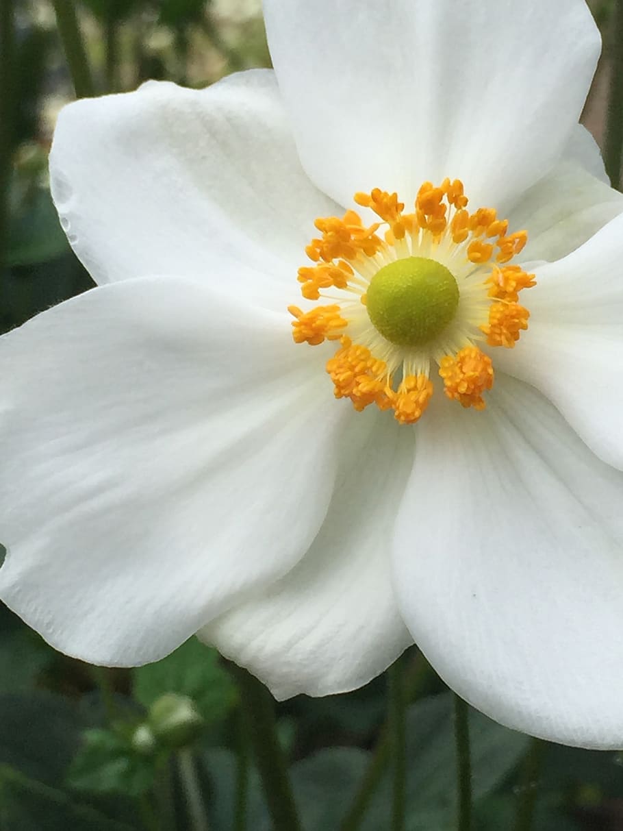 anemone, japanese anemone, white flower, yellow flower, bloom, flora, petal, delicate, gardening, autumn