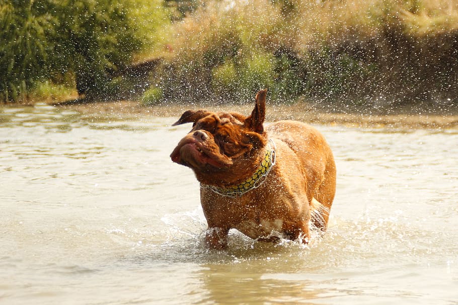 ボルドー, 犬, デ, ドーグ, 水, 泥だらけ, 湖, 入浴, 子犬, 自然