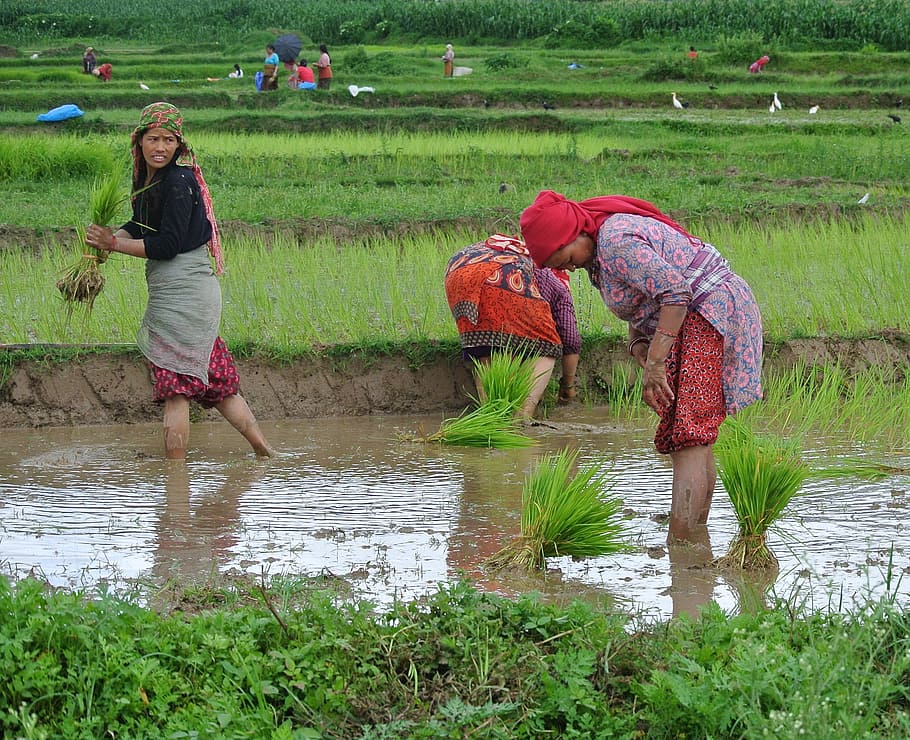 nepal, nepalese, women, woman, rice, paddy, planting, field, landscape, asia