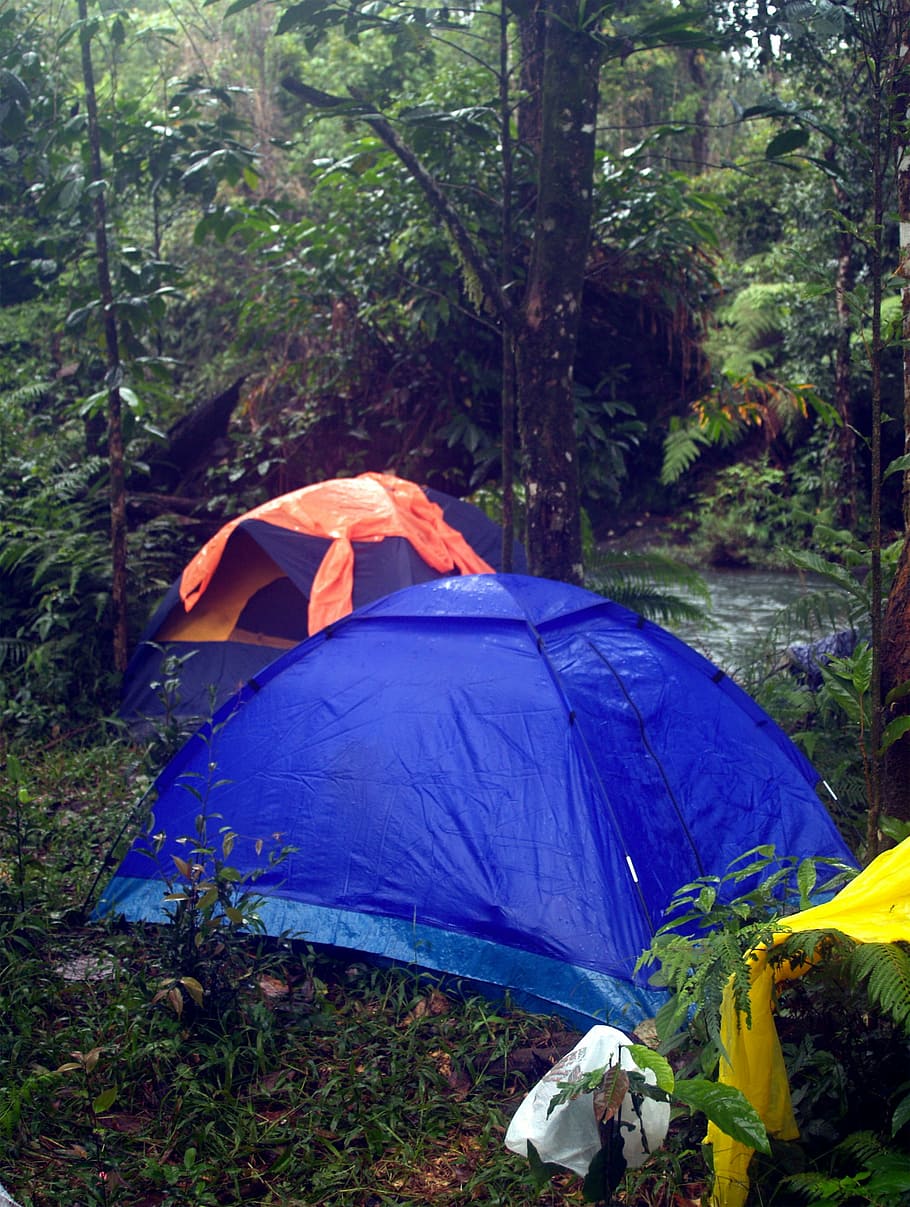 biru, tenda kubah, hijau, rumput, berkemah, di luar ruangan, tenda, kamp, ​​hutan, hutan belantara