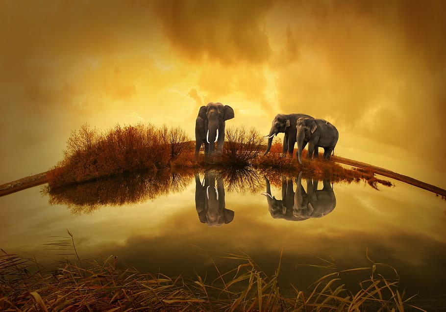 photography, three, elephants, clouds, thailand, elephant, sunset, nature, animals, animal themes