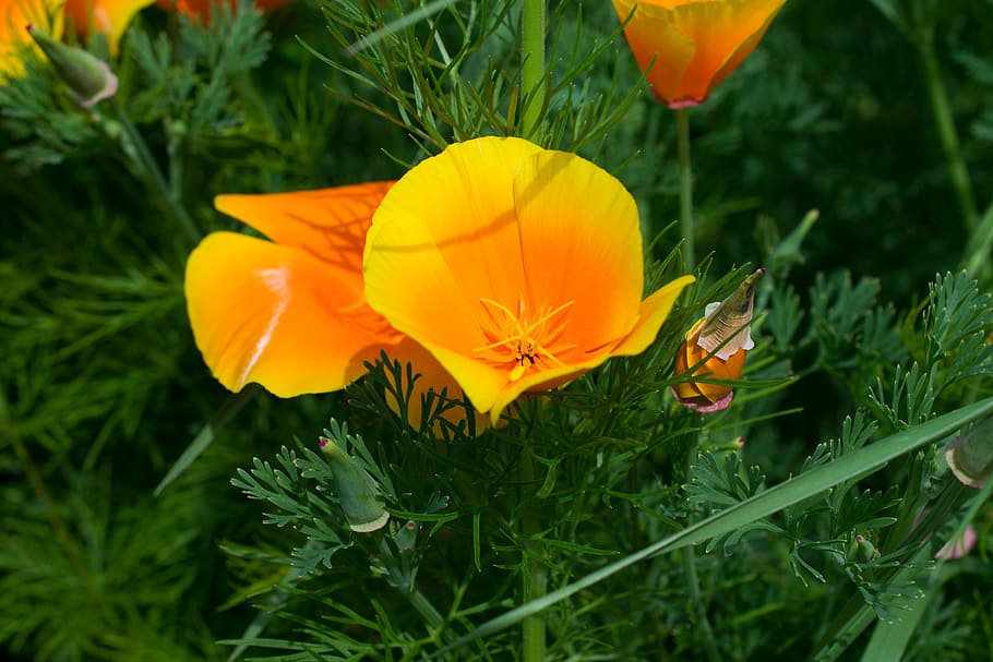 eschscholzia californica, yellow poppy, mohngewaechs, gold poppy, orange, poppy flower, glaucium flavum, poppies, bright, blossoms