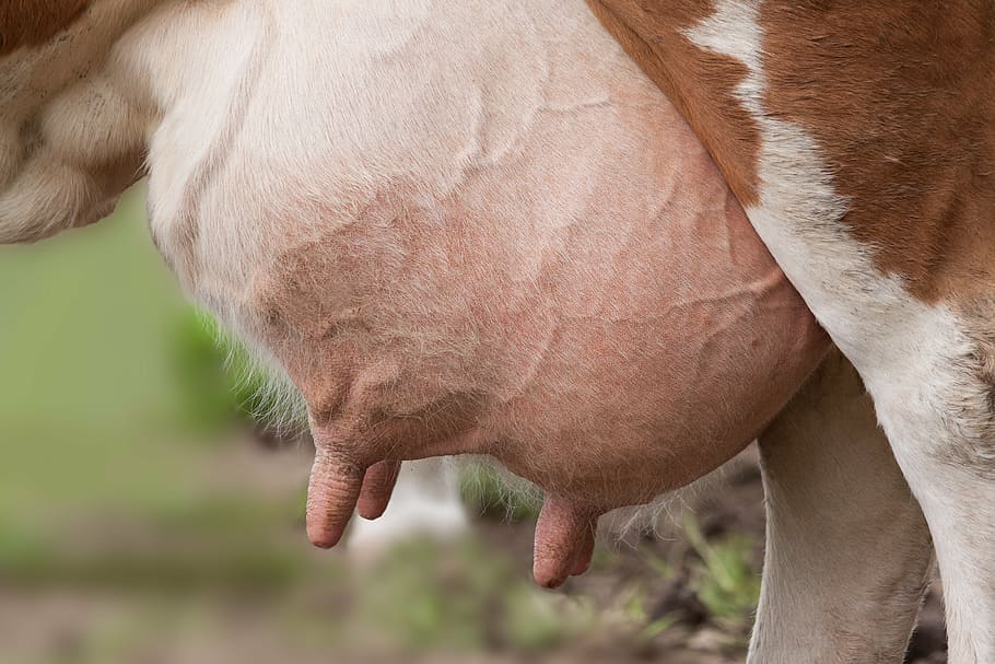 closeup, cow breast, udder, cow, female ox, ungulate, organ, mammary glands, firm, alveolus