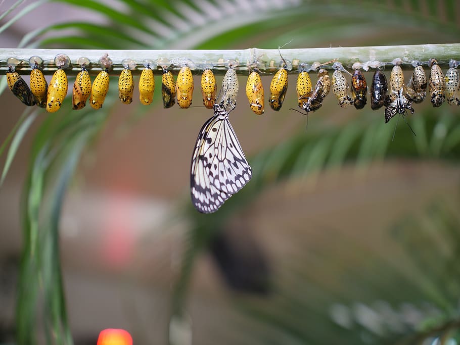 butterfly life cycle, nature, insect, outdoors, butterfly, wildlife, larva, caterpillar, chrysalis, pupa
