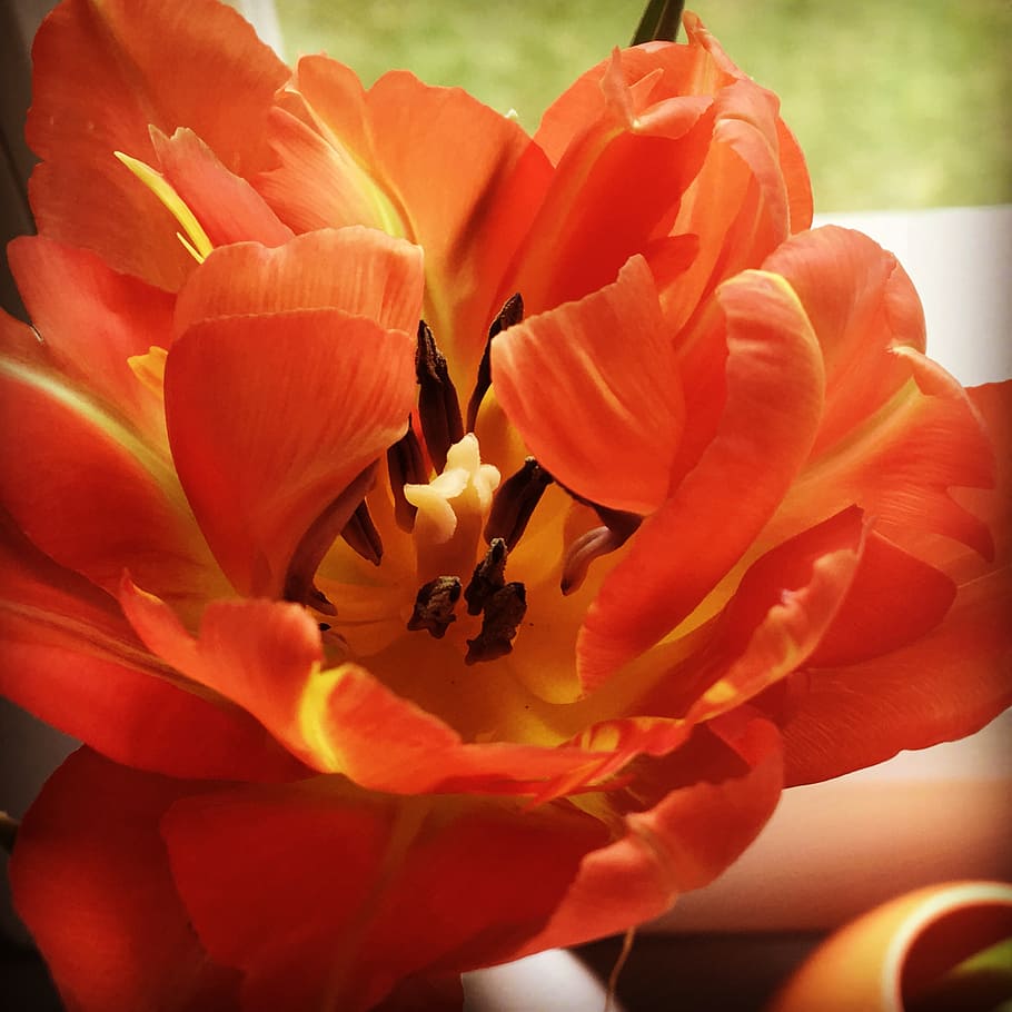 tulip, orange, flower, orange tulips, close, tulpenbluete, petals, orange tulip, stuffed tulip, flowering plant