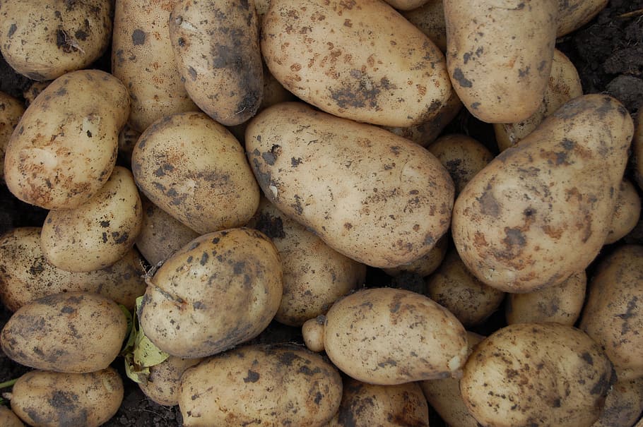 sekelompok kentang, kentang, sayuran, umbi, krem, muda, panen, mentah, makanan, kelompok besar objek