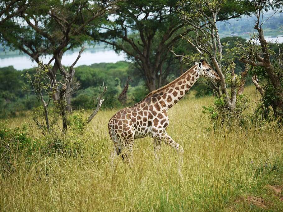 girafas, uganda, savana, animal jovem, girafa-rothschild, animal selvagem, áfrica, parque nacional, animais selvagens, safari
